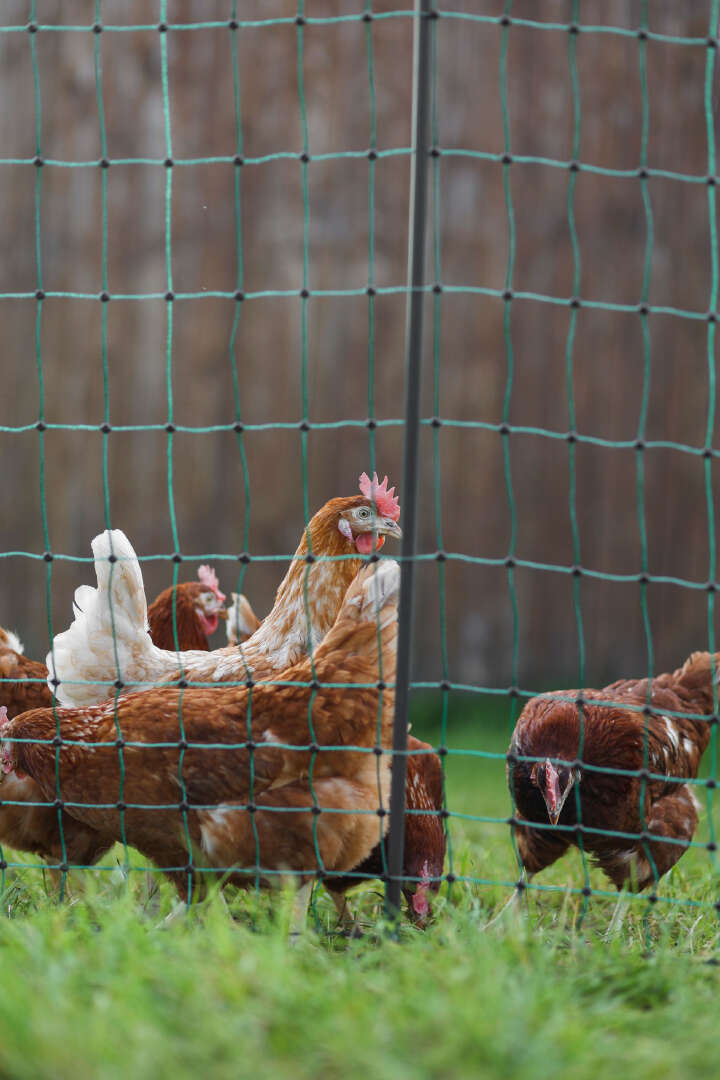 AKO Geflügelnetz PoultryNet Premium Doppelspitze